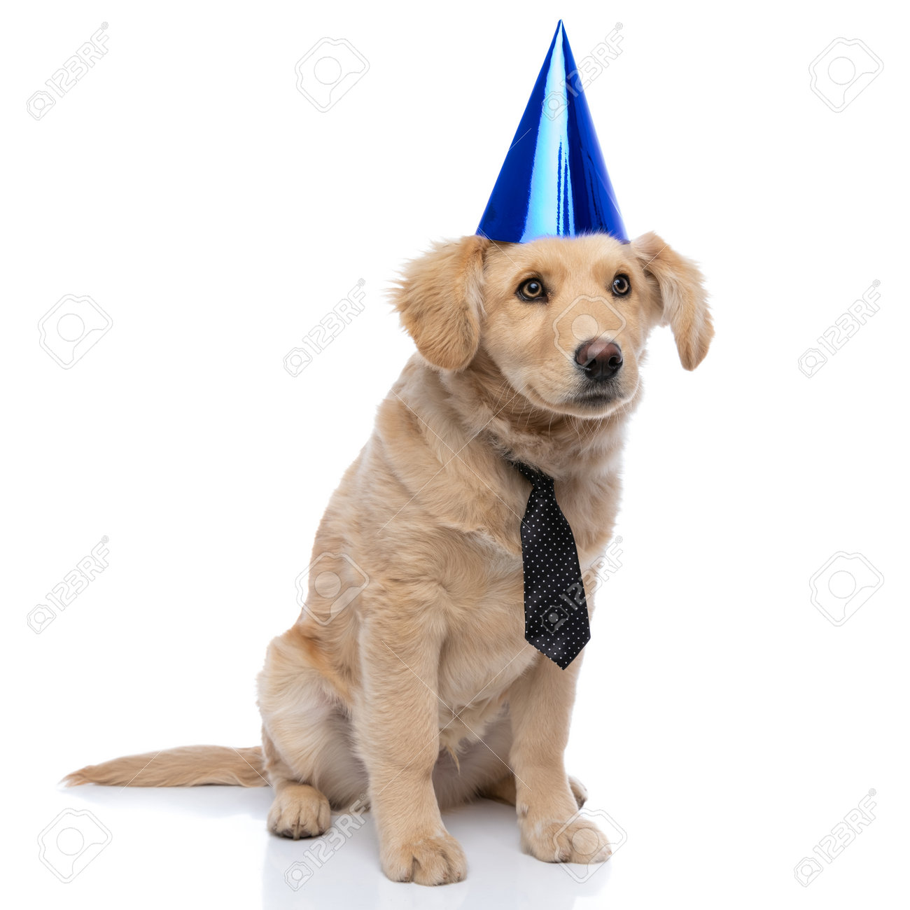 golden retriever birthday hat