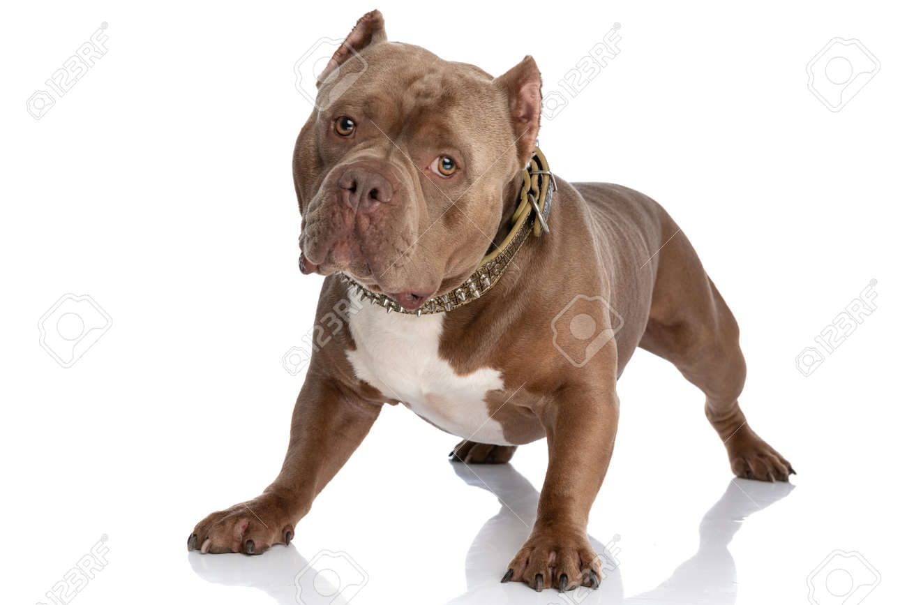 Beautiful Brown American Bully Dog Wearing Golden Collar And ...