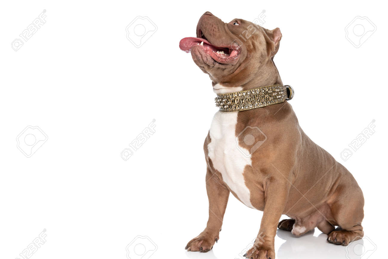 Side View Of Lovely American Bully Puppy Wearing Golden Collar, Looking Up  And Side, Sticking Out Tongue And Panting While Sitting Isolated On White  Background In Studio Stock Photo, Picture and Royalty, image size:1300x867