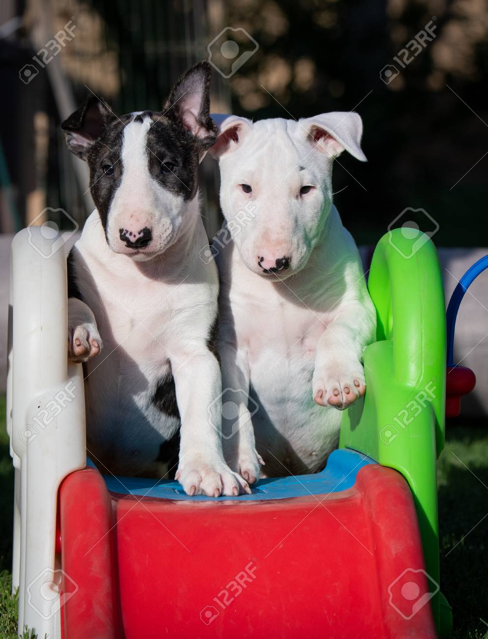 bull terrier with kids