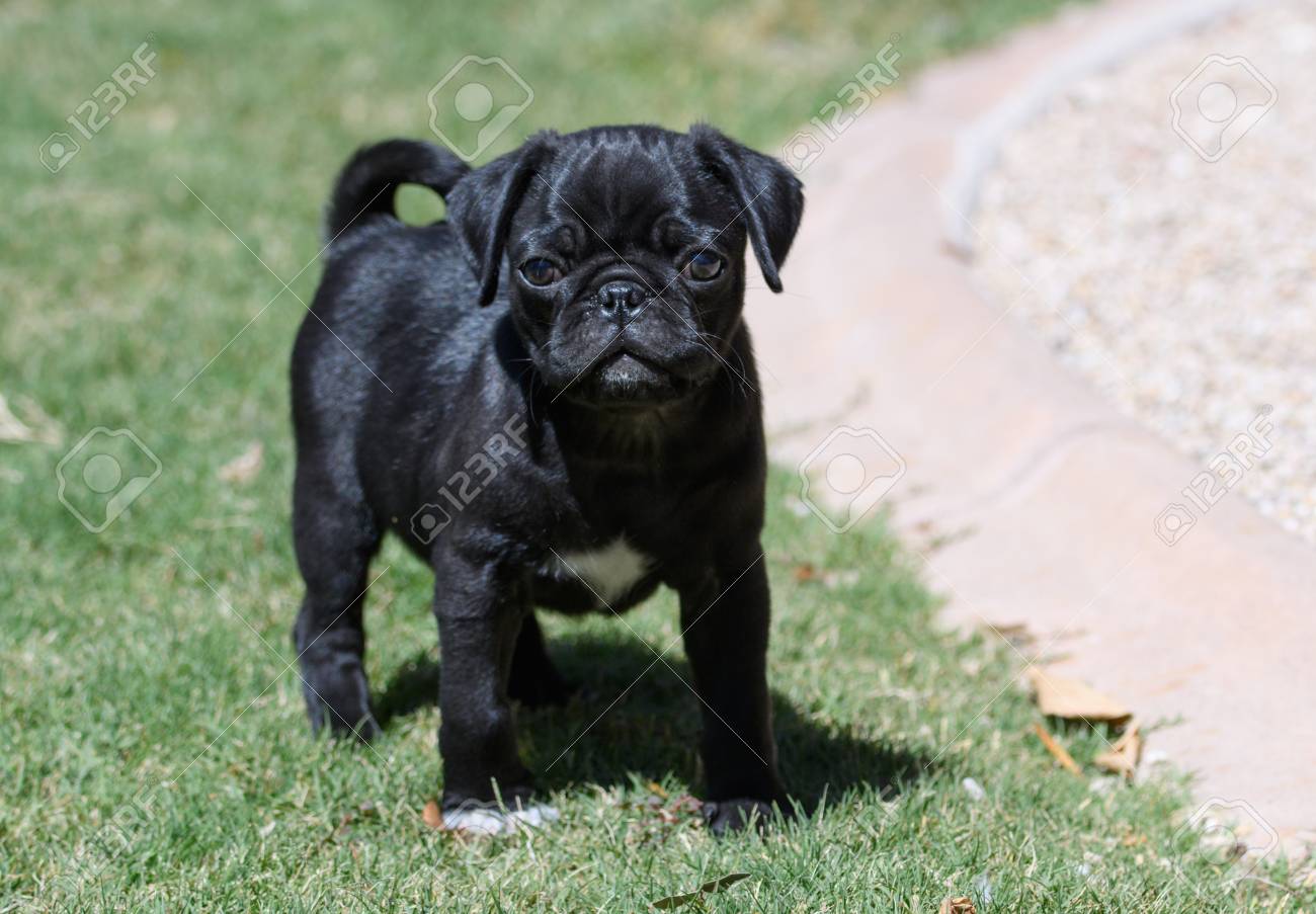 french bulldog staffy mix