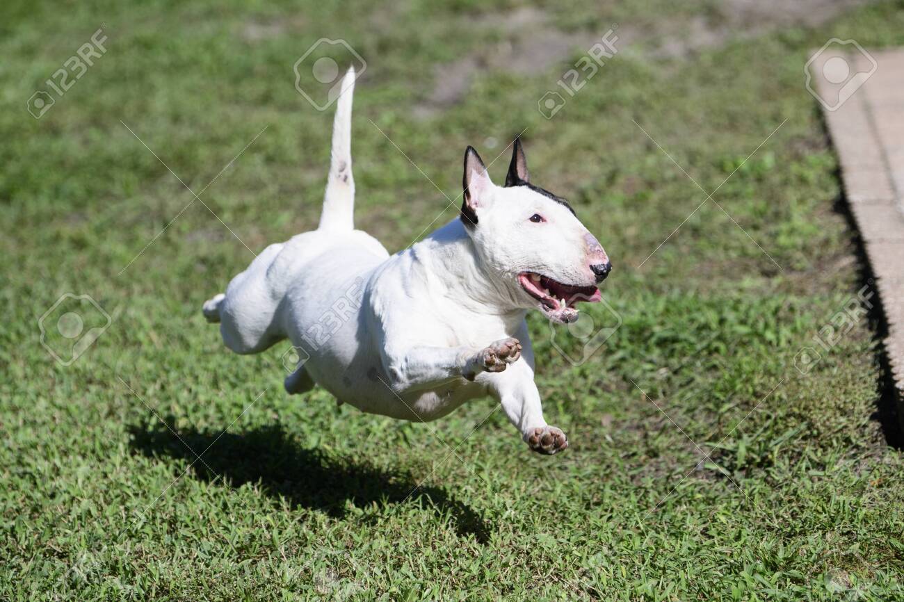 bull terrier running