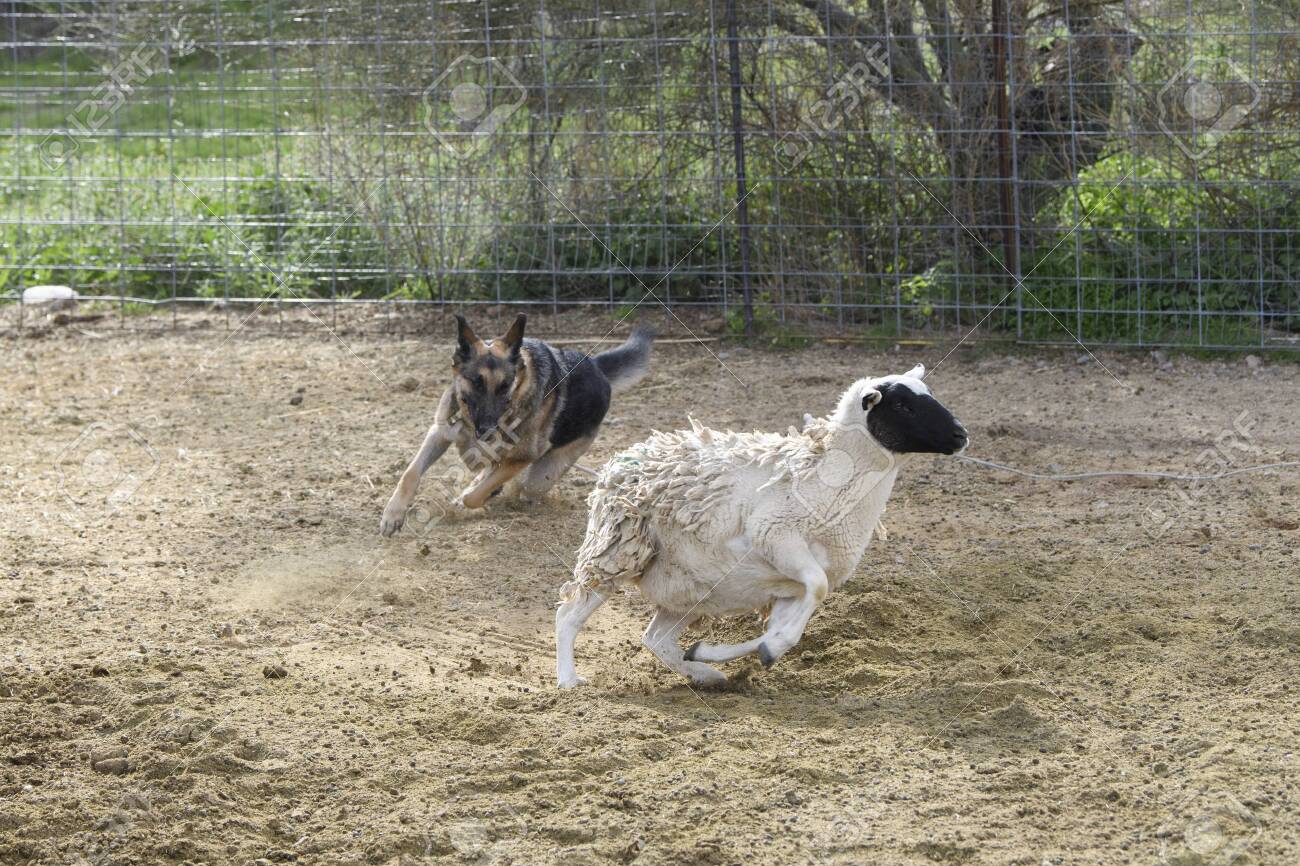 german shepherd sheep