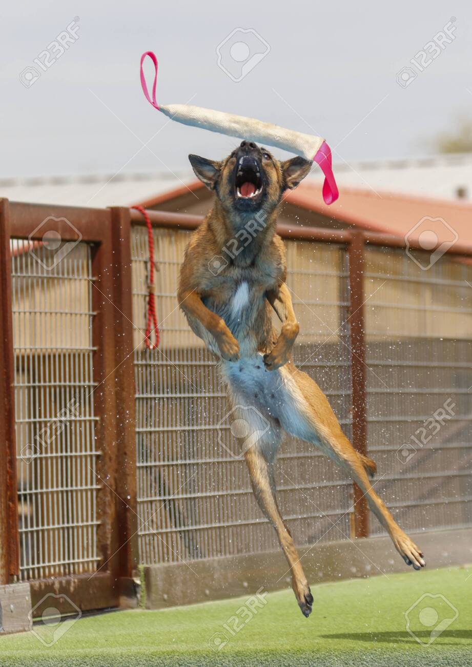 malinois dock diving