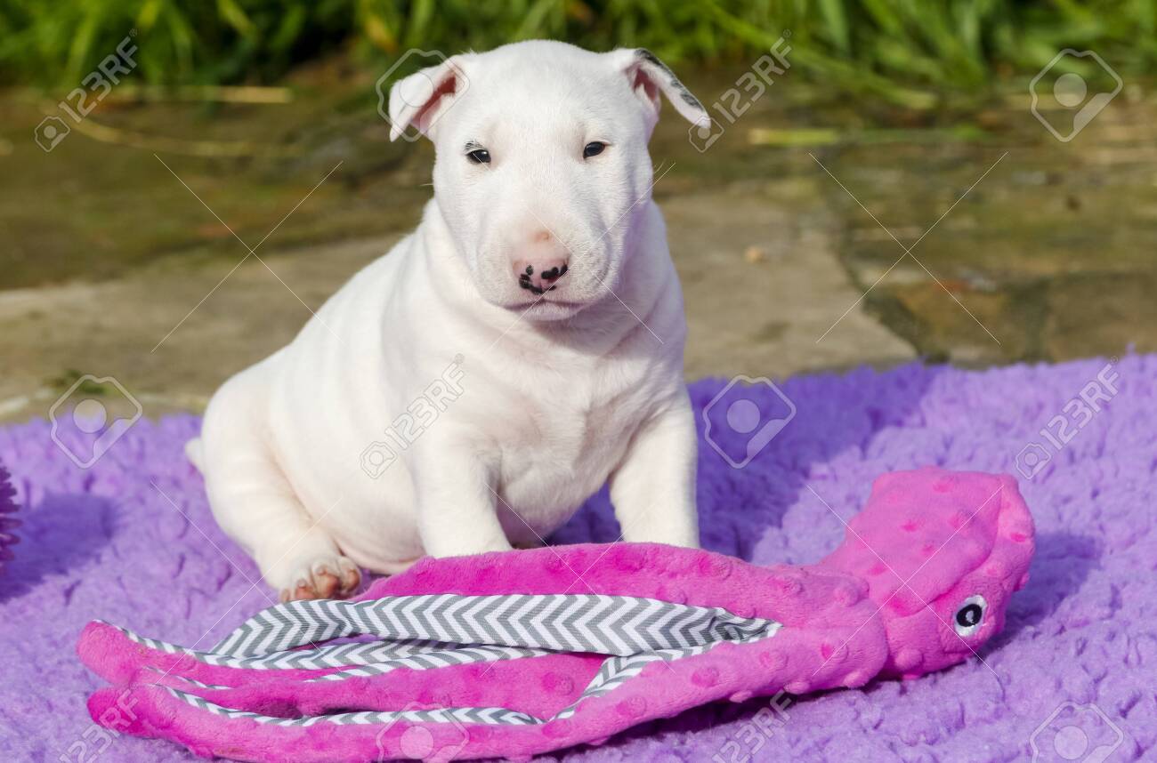 bull terrier toys