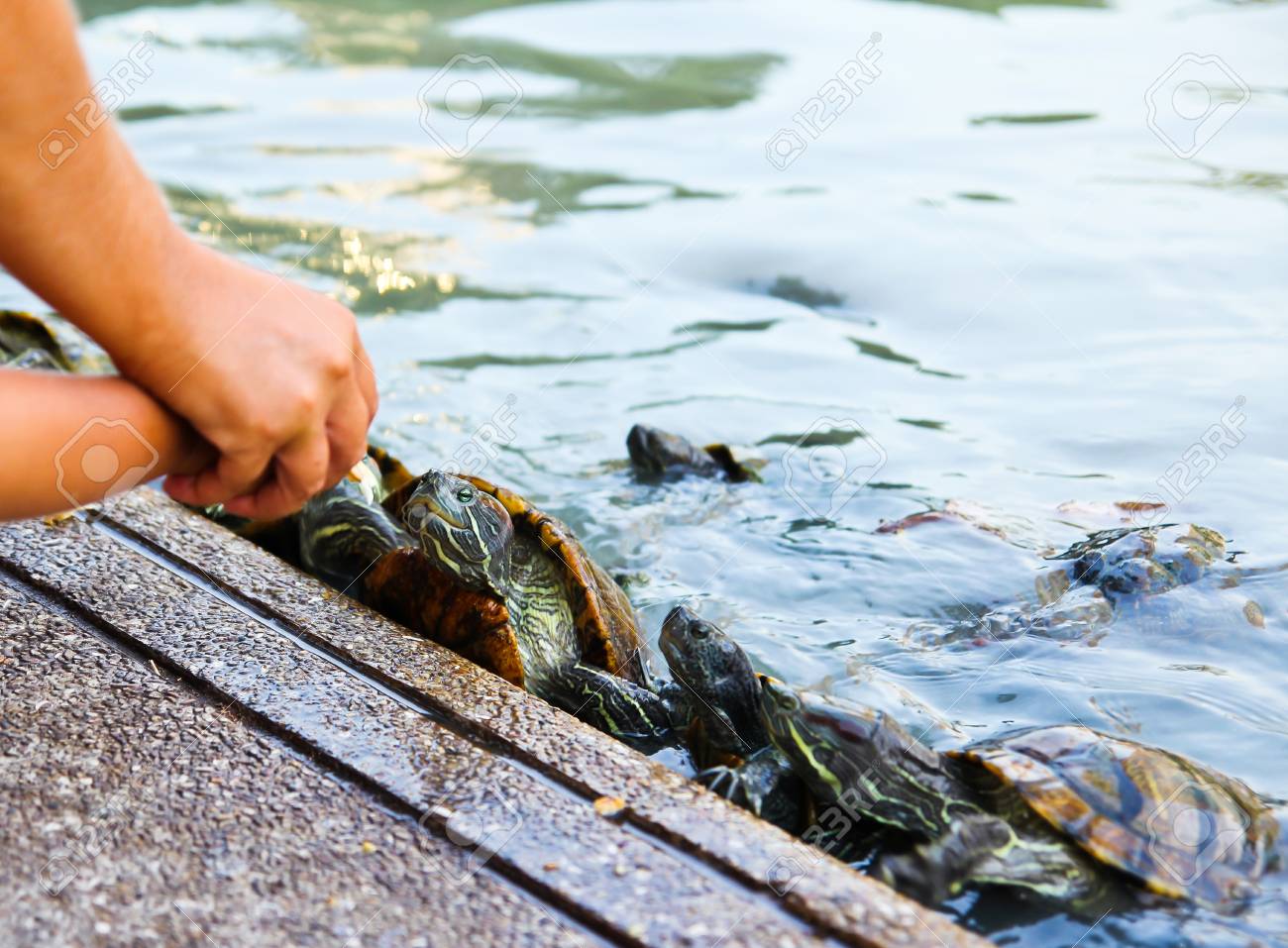 etiam-dictum-ipsum-a-felis