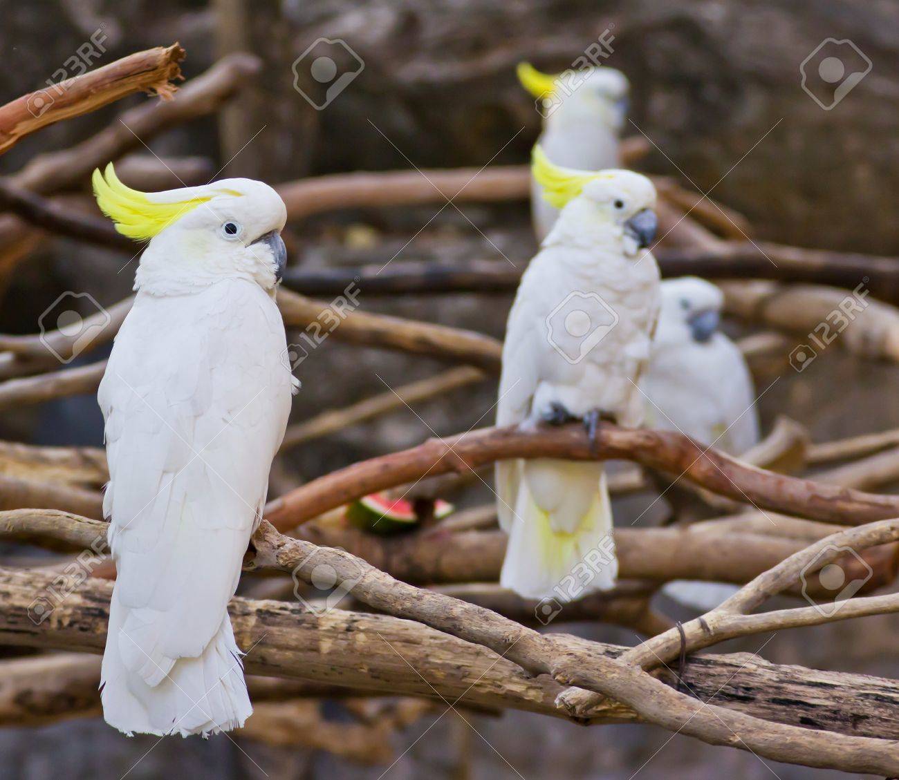 etiam-dictum-ipsum-a-felis