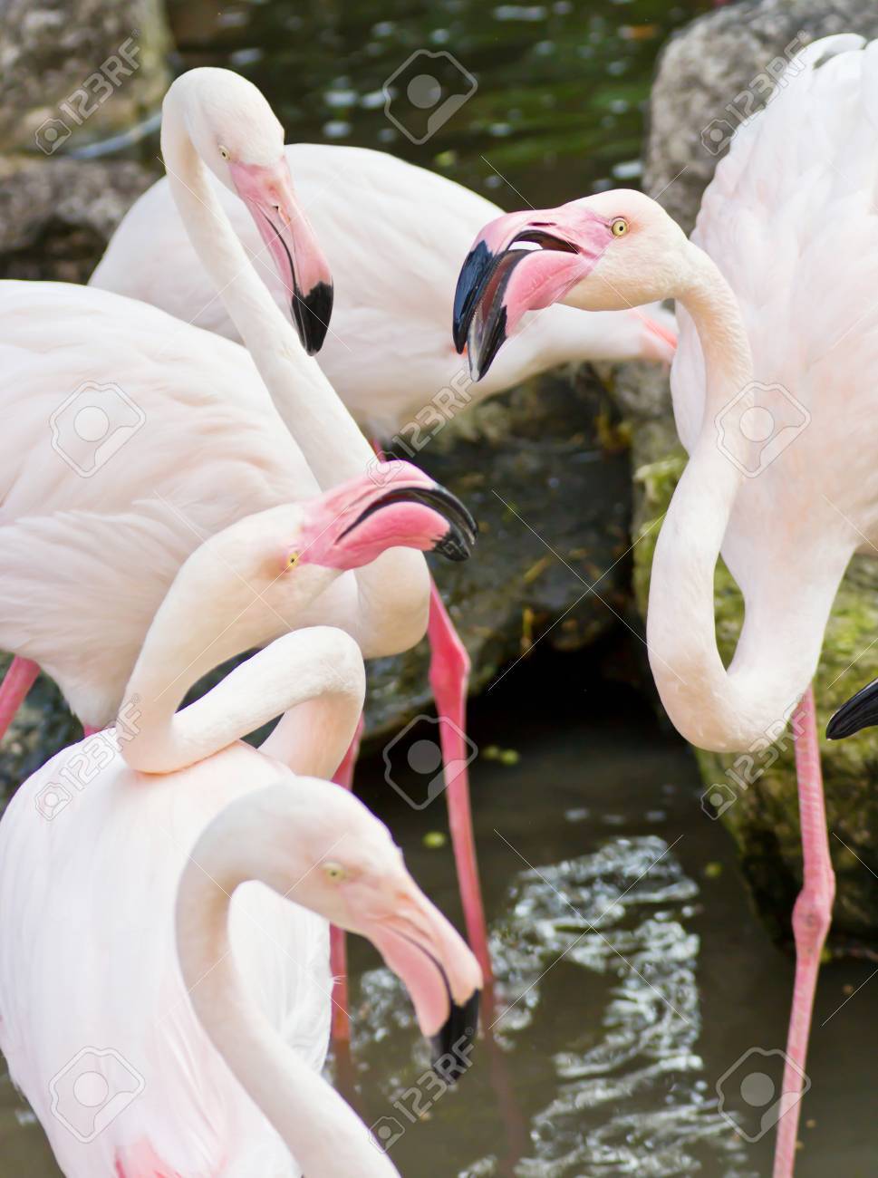 etiam-dictum-ipsum-a-felis