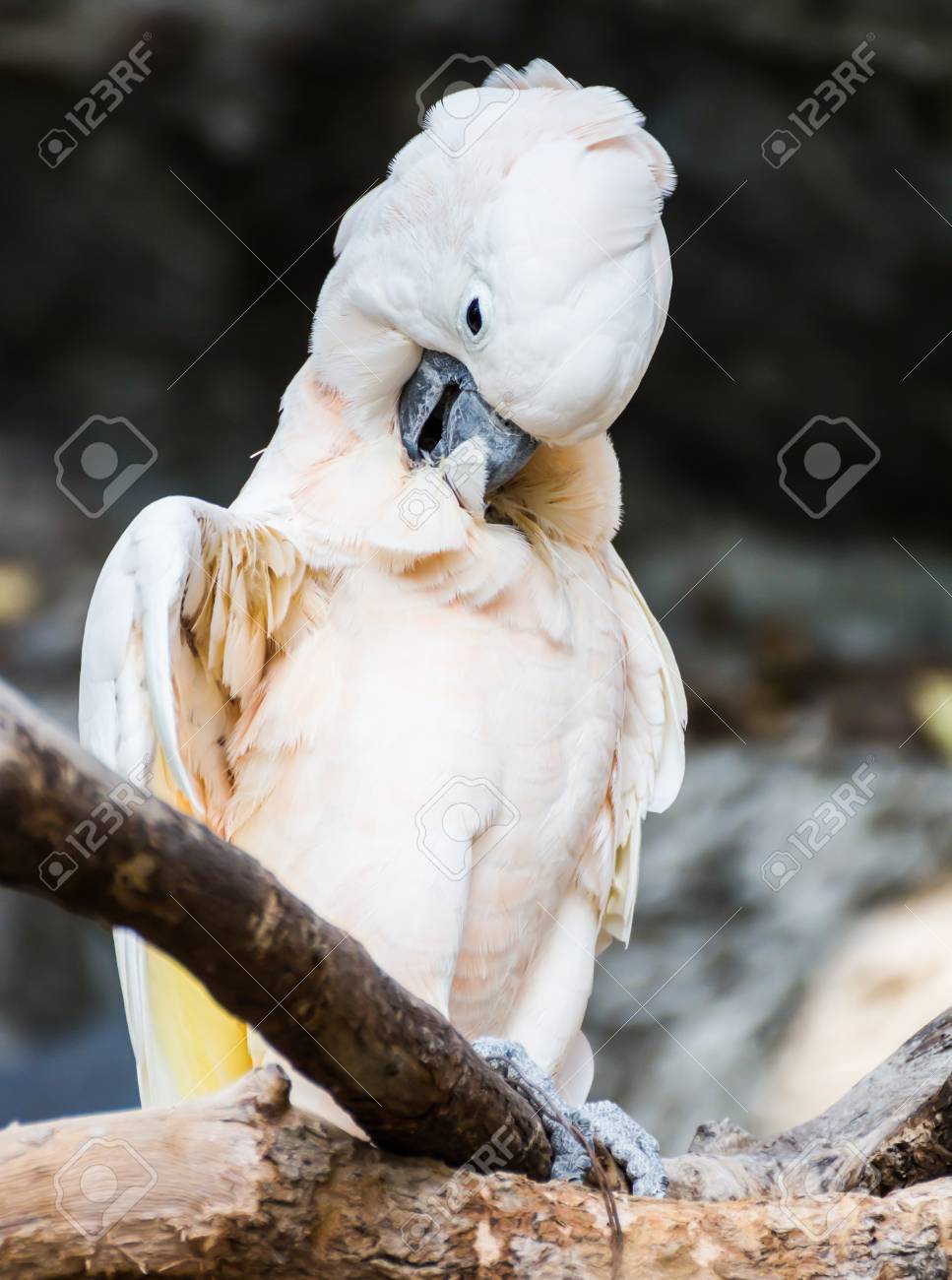 etiam-dictum-ipsum-a-felis