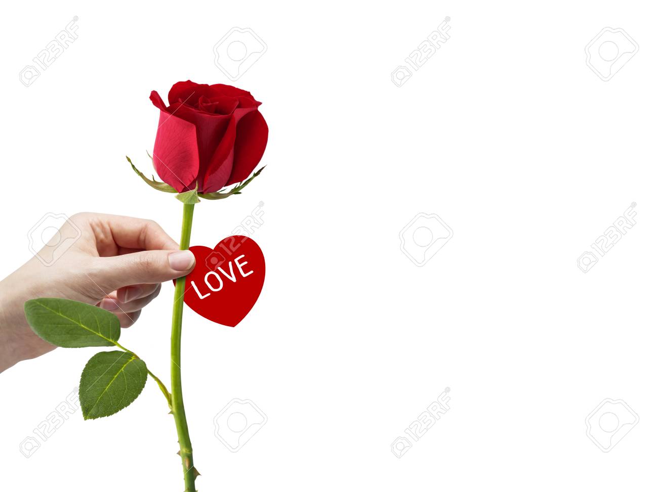 Young Woman Hand Holding Red Rose With Love Message On Heart Tag ...