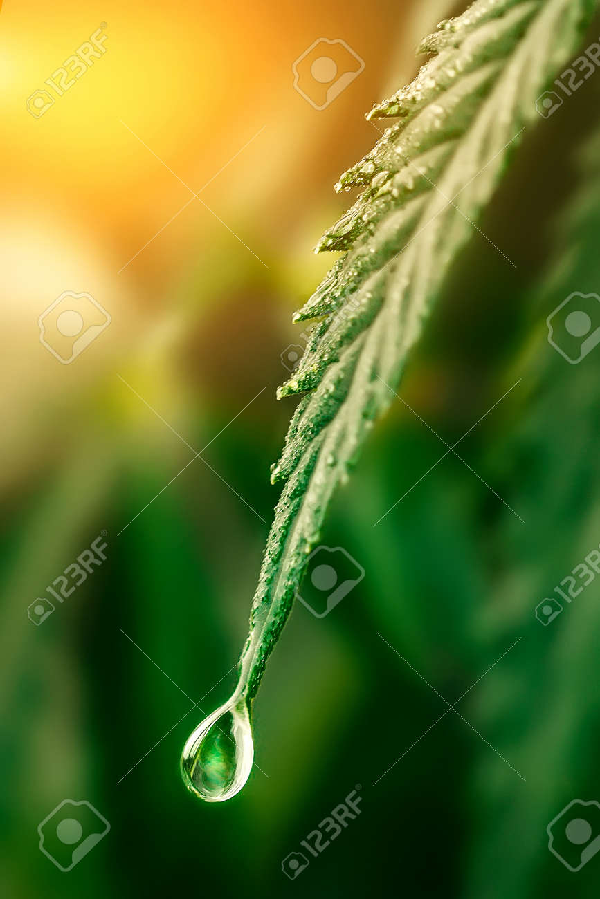 Concept of natural hemp CBD oil, cannabis CBD drop on green hemp leaf. Cannabidiol found in cannabis. Natural beautiful background with copy space - 166888918 Concept of natural hemp CBD oil, cannabis CBD drop on green hemp leaf. Cannabidiol found in cannabis. Natural beautiful background with copy space - 166888918
