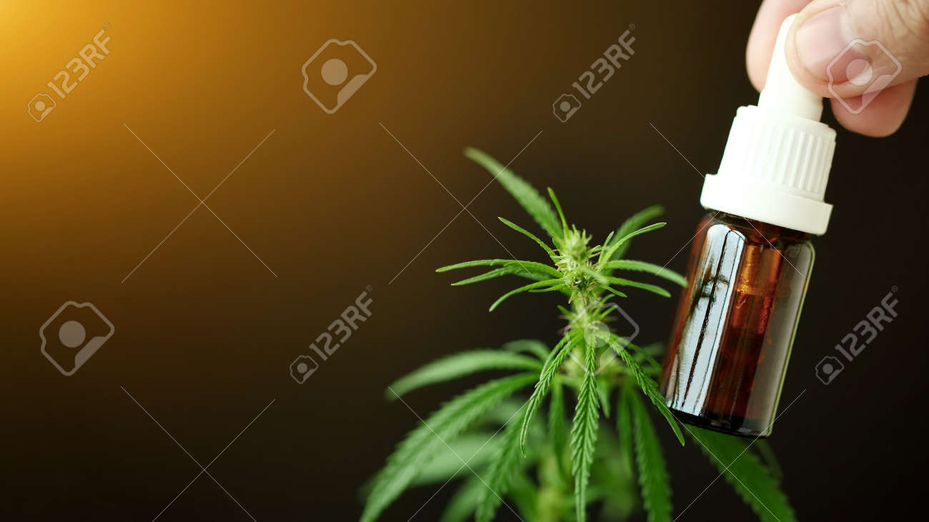 CBD cannabis oil in can is kept by the doctor next to green cannabis plant containing CBD Cannabidiol for medicinal purposes. Cannabis oil in pipette, hemp product, close-up. Medical marijuana concept - 166888774 CBD cannabis oil in can is kept by the doctor next to green cannabis plant containing CBD Cannabidiol for medicinal purposes. Cannabis oil in pipette, hemp product, close-up. Medical marijuana concept - 166888774