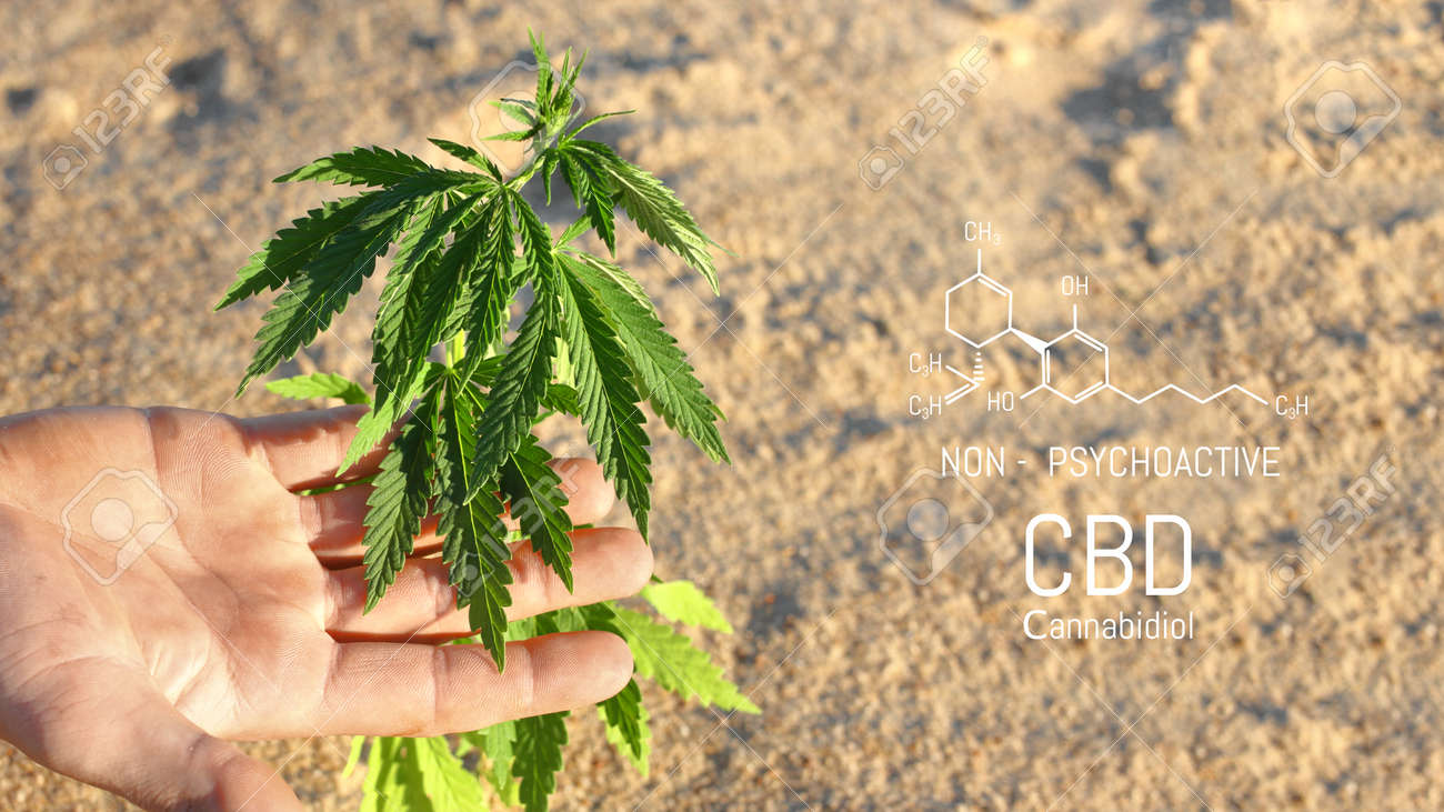 Hand holding young cannabis plant grown commercially for hemp production. Industrial hemp oil and fiber production. CBD oil - 169732106 Hand holding young cannabis plant grown commercially for hemp production. Industrial hemp oil and fiber production. CBD oil - 169732106