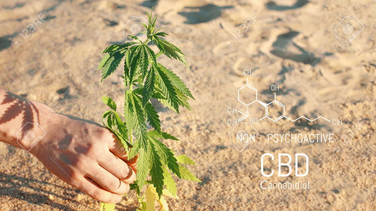 Hand holding young cannabis plant grown commercially for hemp production. Industrial hemp oil and fiber production. CBD oil - 169732107 Hand holding young cannabis plant grown commercially for hemp production. Industrial hemp oil and fiber production. CBD oil - 169732107