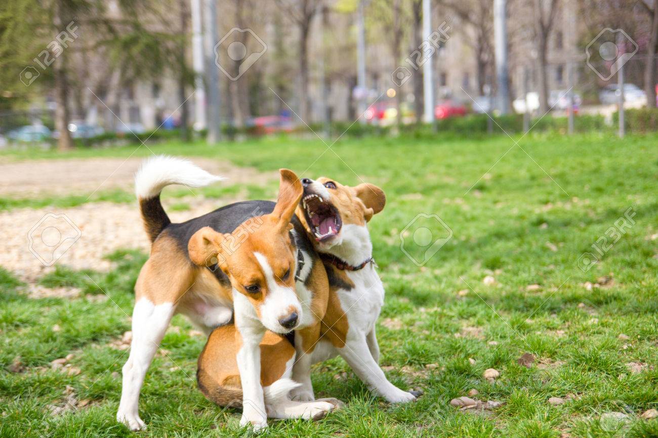 공원에서 놀고 레슬링하는 두 마리의 비글 로열티 무료 사진, 그림, 이미지 그리고 스톡포토그래피. Image 26986750