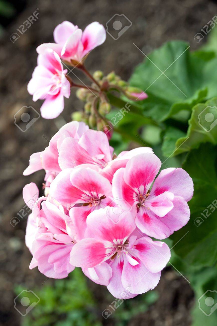 その春の花の庭花ゼラニウム ピンク の写真素材 画像素材 Image