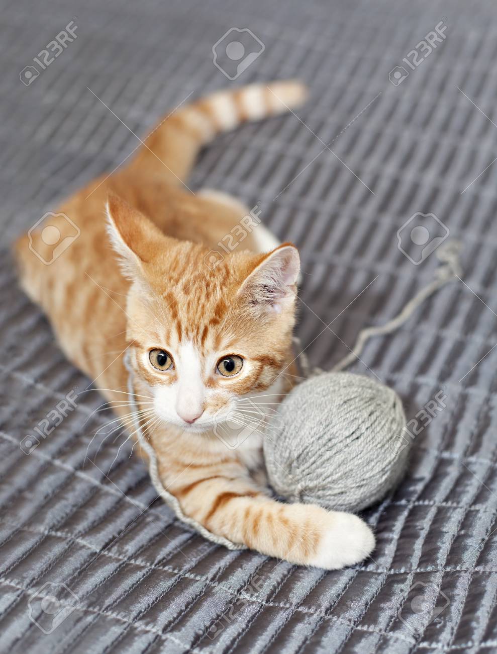 cat yarn