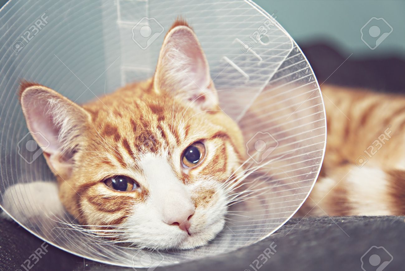 cat head cone