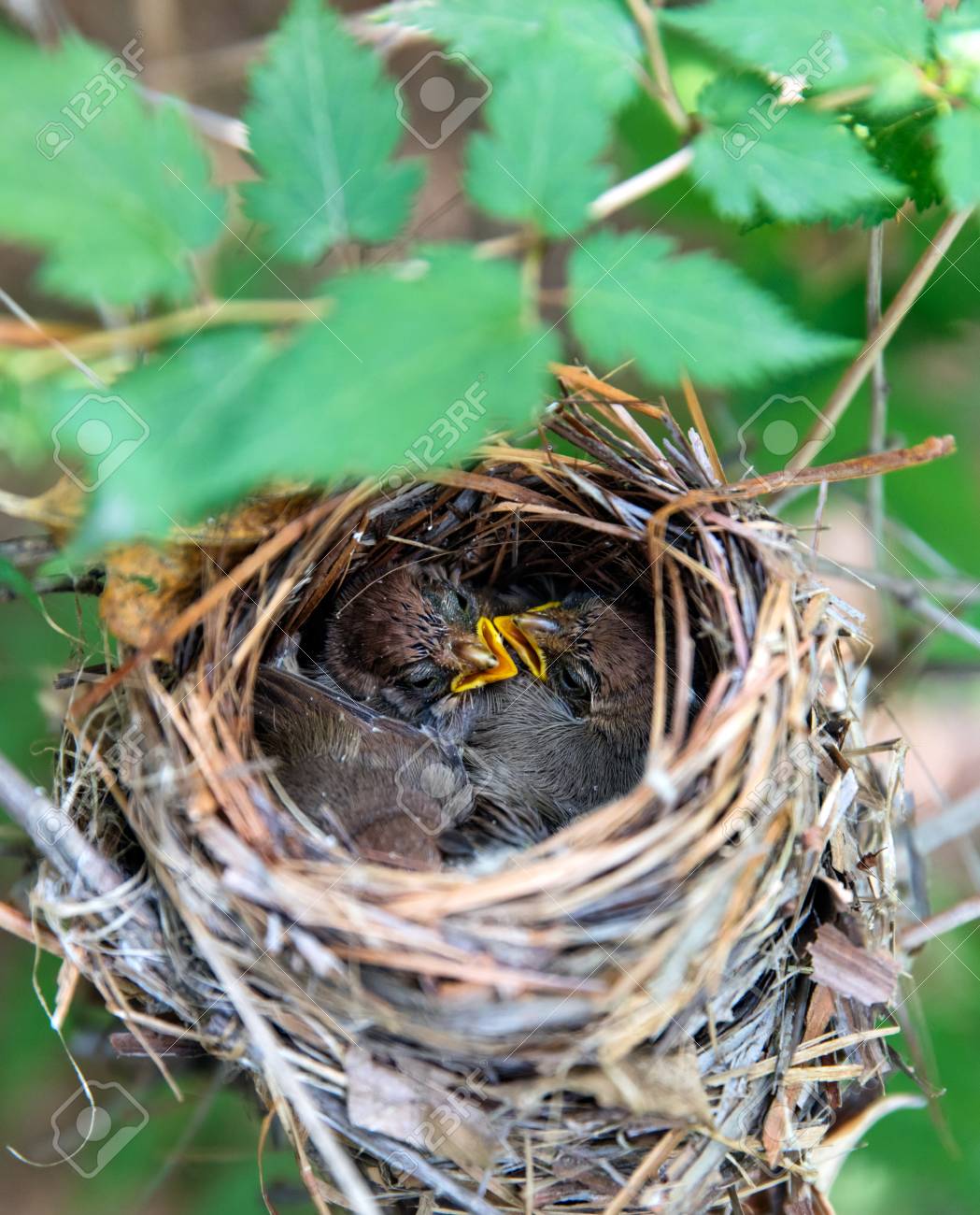 etiam-dictum-ipsum-a-felis