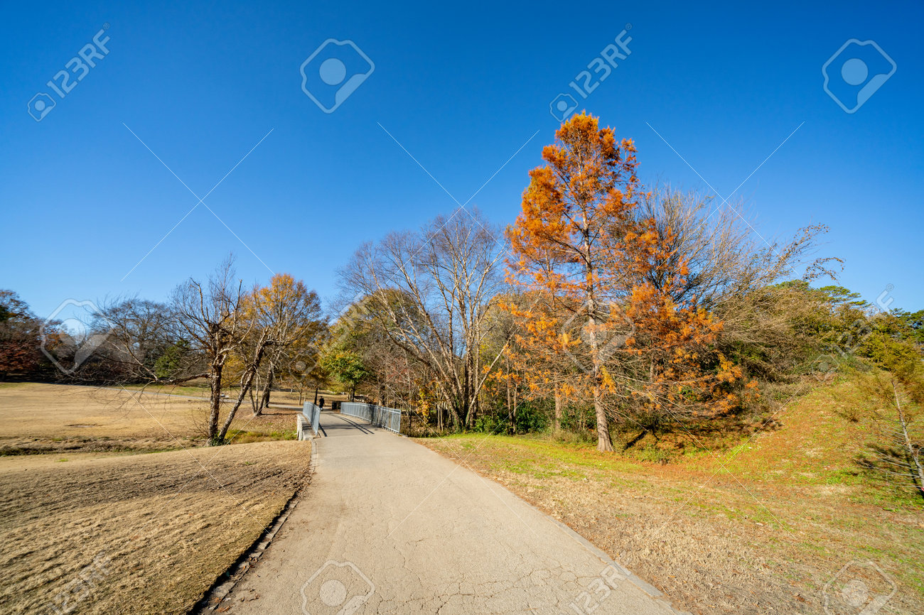 Winter foliage in Piedmont Park Atlanta GA USA - 161260342 Winter foliage in Piedmont Park Atlanta GA USA - 161260342