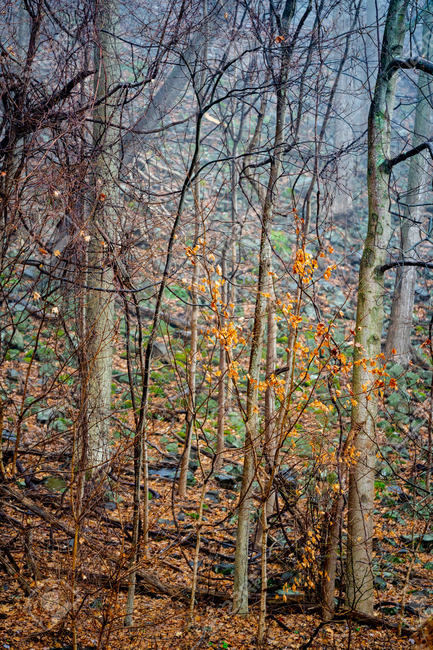 Moss growing on trees in the forest nature landscape photography - 161257972 Moss growing on trees in the forest nature landscape photography - 161257972