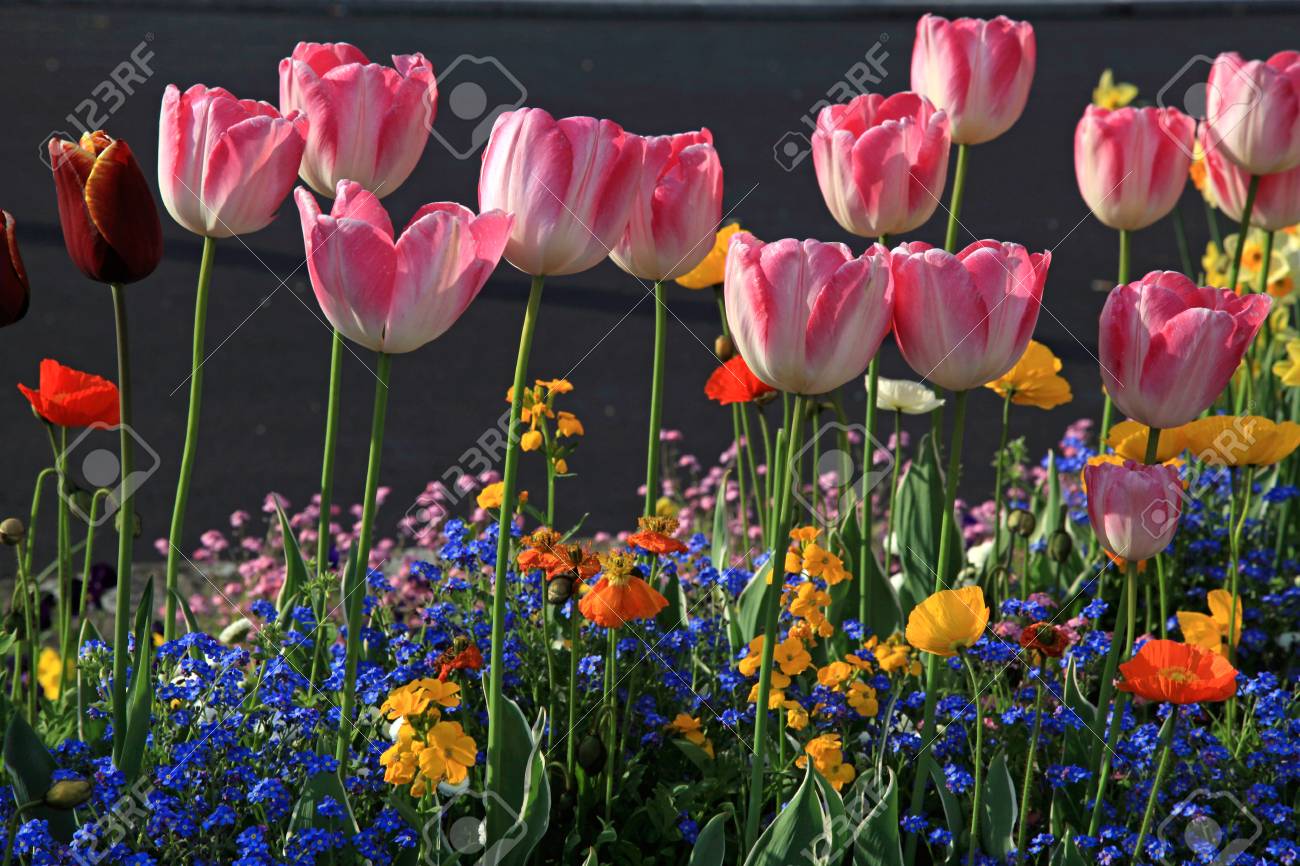 ピンクのチューリップと色とりどりの花 セレクティブ フォーカス美しい春花壇 の写真素材 画像素材 Image