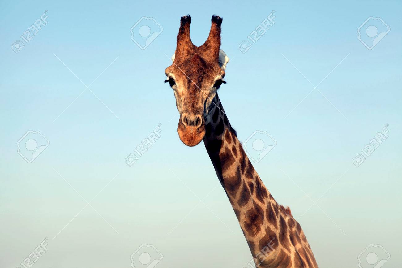 A Portrait Of A Huge Giraffe Neck And Face On Sky Background. Horizontal  Image. Stock Photo, Picture and Royalty Free Image. Image 46805570., image size:1300x866