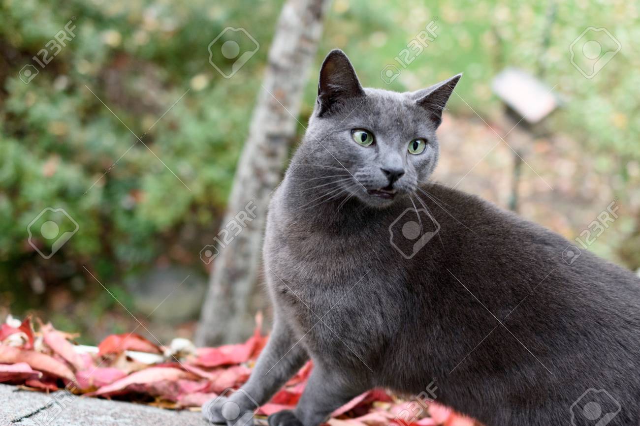 Un Chat Bleu Russe Sur Un Toit Pres D Une Gouttiere Remplie De Feuilles Colorees Regardant Dans Une Fenetre Banque D Images Et Photos Libres De Droits Image
