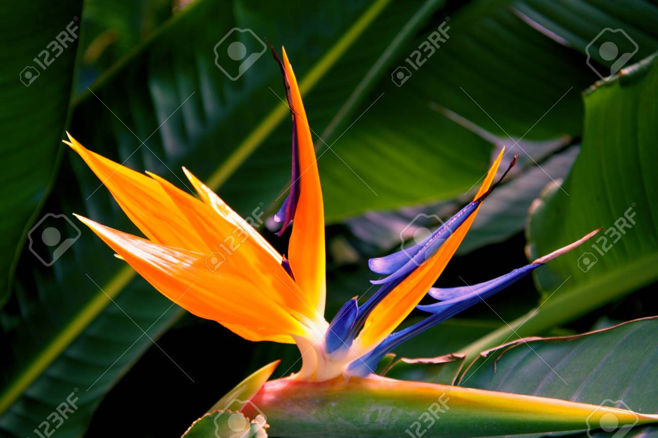 ストレッチのロイヤルは エキゾチックな鳥のような花を持つ熱帯植物です それ撮影属の 5 種の 1 つ 南アフリカ共和国 イースト ケープ クワズール ナタール州の東の地域で育ちますから来る の写真素材 画像素材 Image