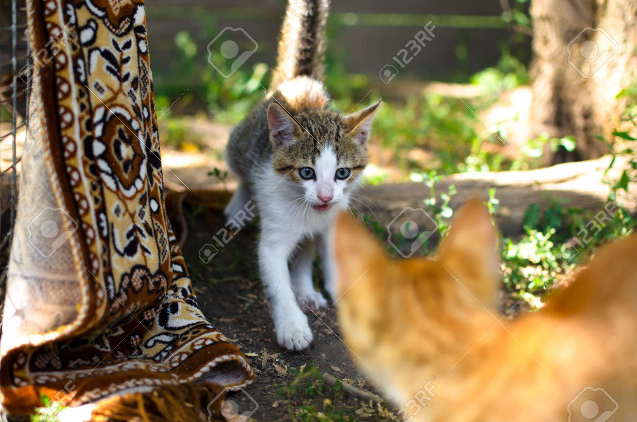 etiam-dictum-ipsum-a-felis