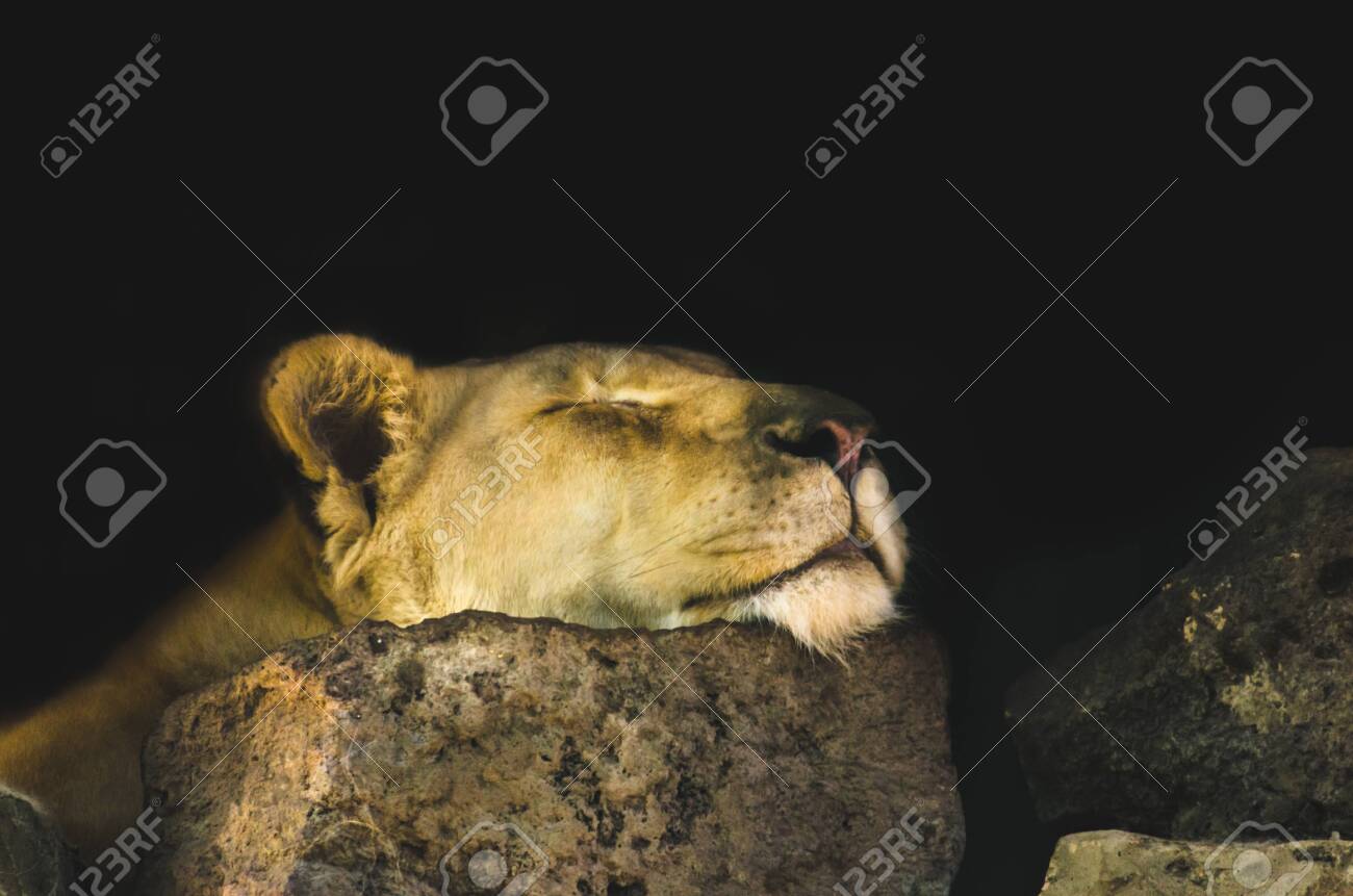 etiam-dictum-ipsum-a-felis