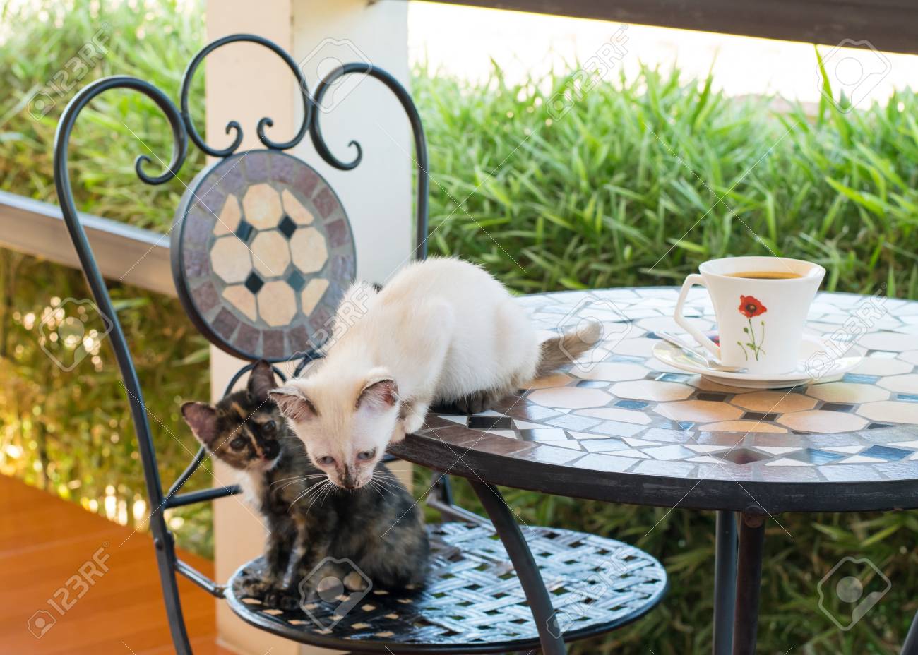 猫カフェ コーヒーのカップとかわいい子猫 の写真素材 画像素材 Image 猫カフェ コーヒーのカップとかわいい子猫 の写真素材 画像素材 Image