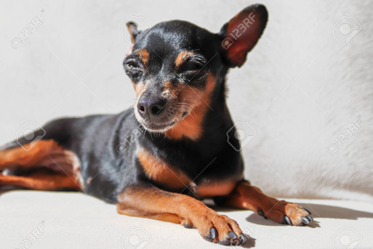 cute miniature pinscher