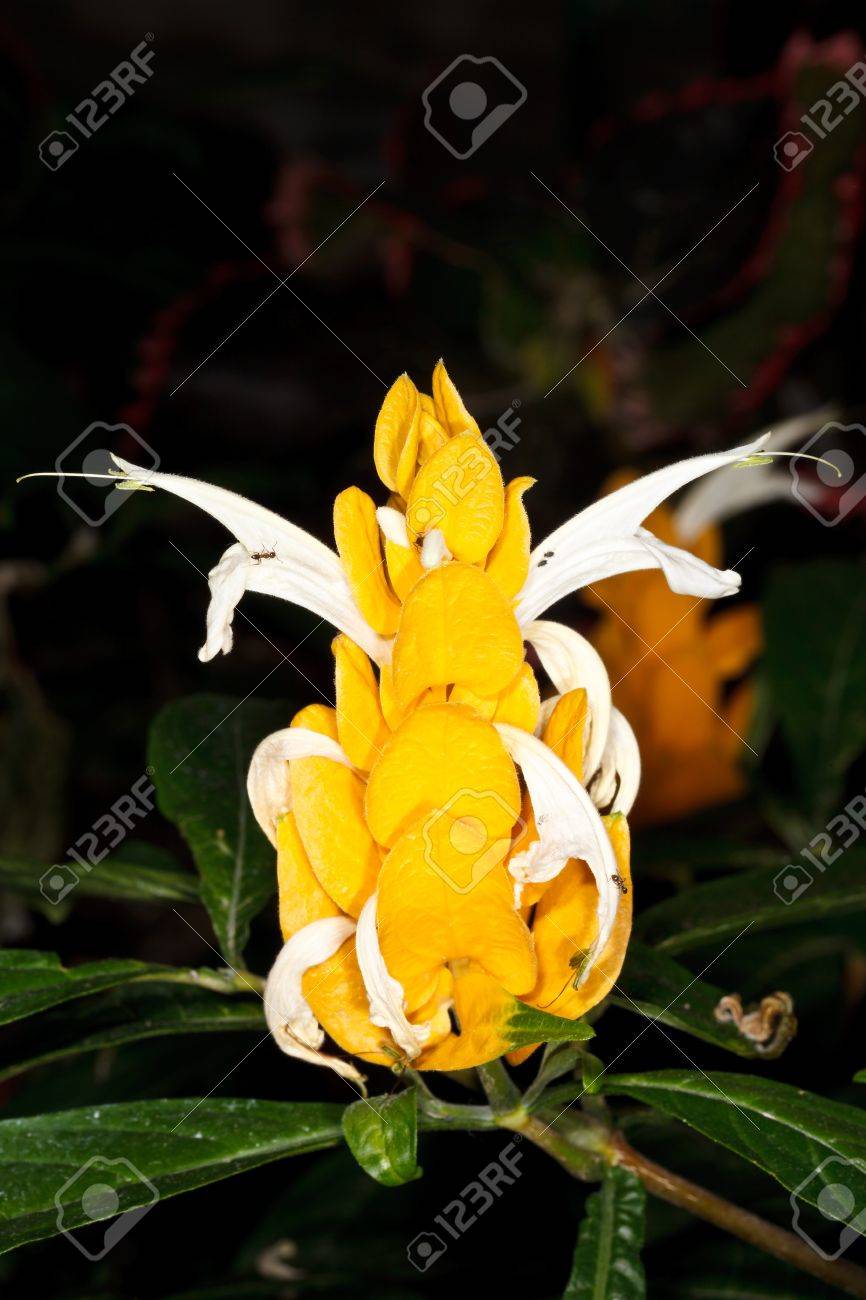 Pachystachys Lutea Connu Sous Le Nom Commun Lollipop V G Taux Et Pachystachys Lutea Connu Sous Le Nom Commun Lollipop V G Taux Et