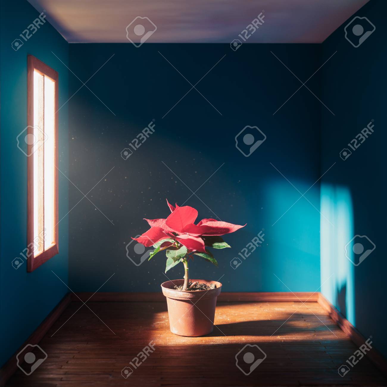 四角い部屋にポインセチアの花 の写真素材 画像素材 Image