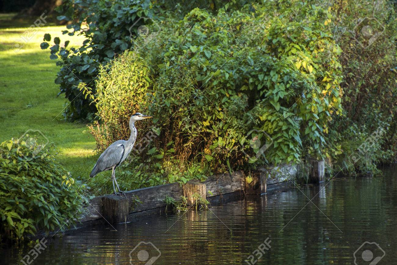 鳥 灰色 アオサギ 動物 水 野生生物 湖 池 公園 秋 ドイツ 立って 狩猟 釣り 海岸 木材 銀行 補強 湖畔 公園 アルデーアかび 自然 動物 の写真素材 画像素材 Image