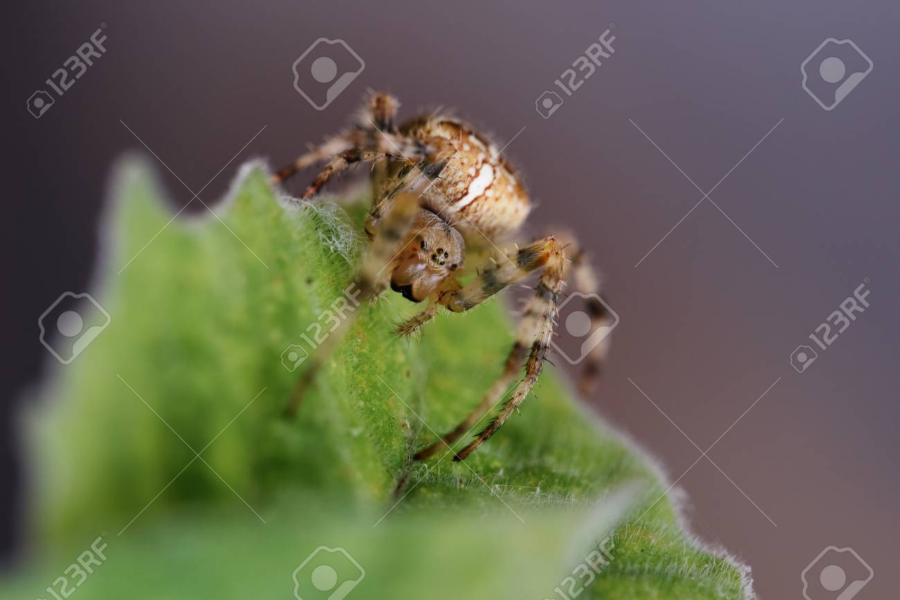 garden cross spider (Araneus diadematus) on a leaf, an orb,weaver..