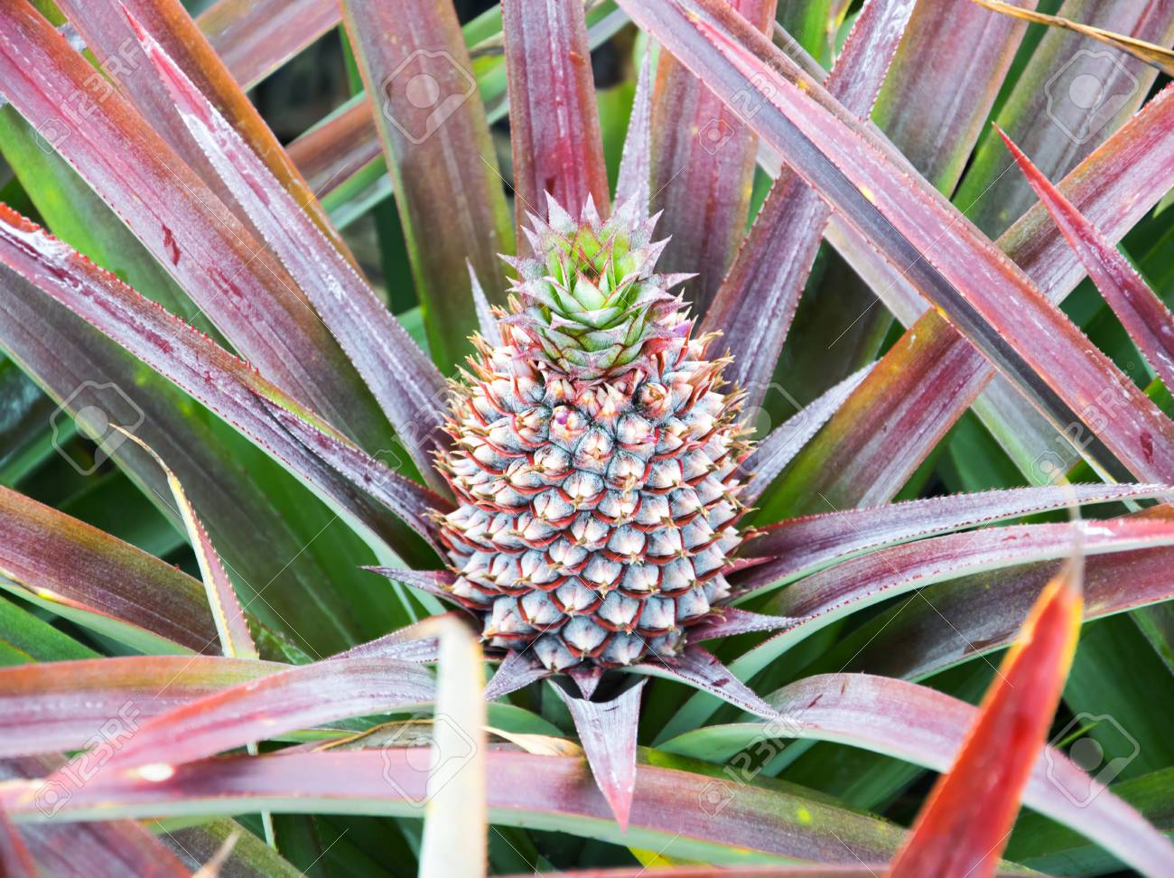 赤ちゃんパイナップルの果実は植物の成長します の写真素材 画像素材 Image 赤ちゃんパイナップルの果実は植物の成長します の写真素材 画像素材 Image