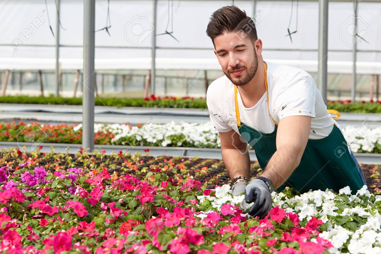 portrait of a smiling greenhouse worker stock photo picture and greenhouse worker