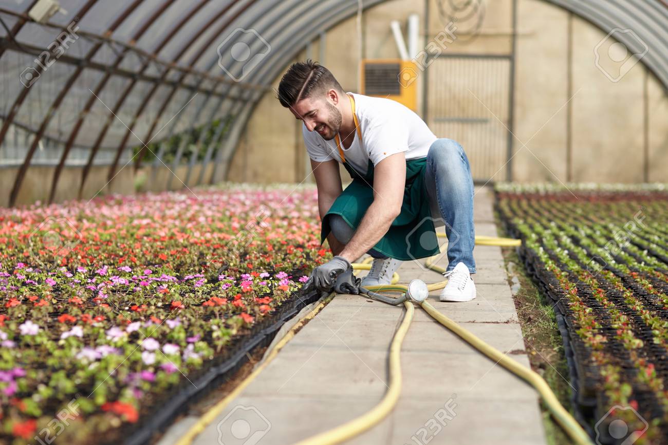 portrait of a smiling greenhouse worker stock photo picture and greenhouse worker