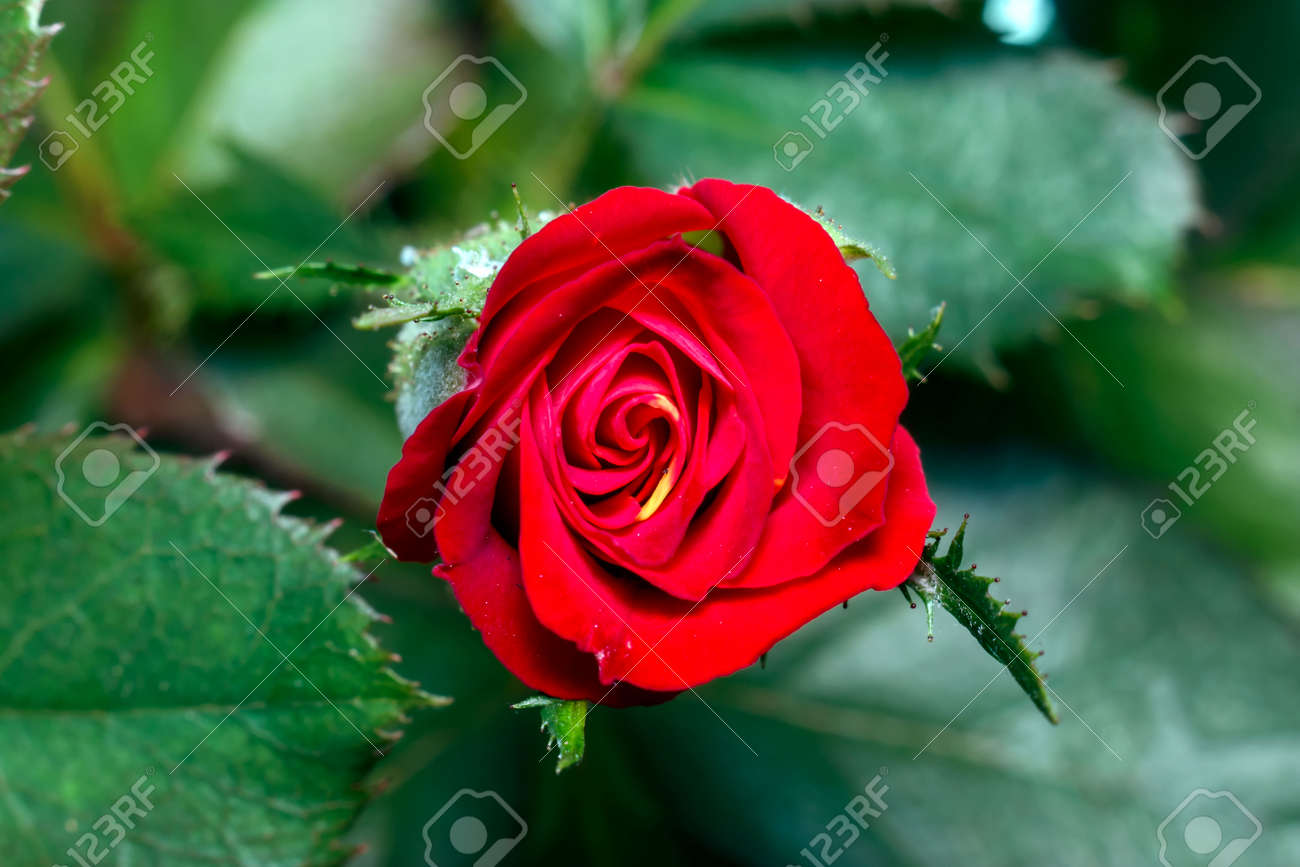 etiam-dictum-ipsum-a-felis