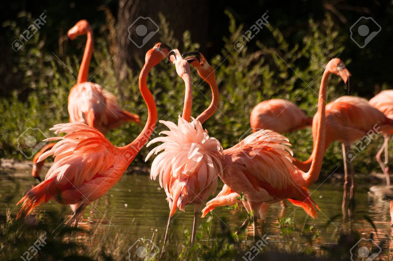 いくつかの大規模なフラミンゴの鳥は くちばしと戦う の写真素材 画像素材 Image