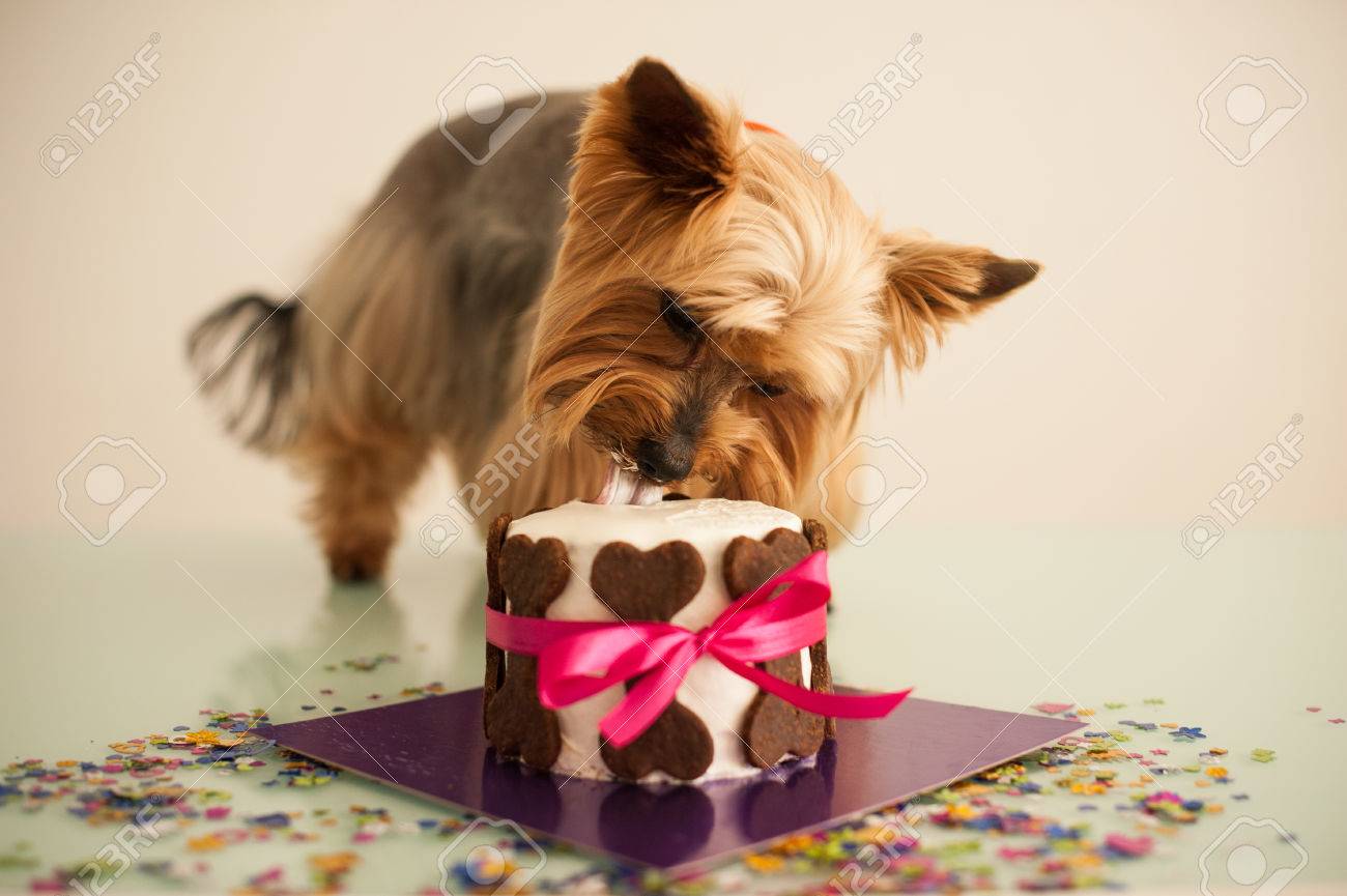 small cake for dog