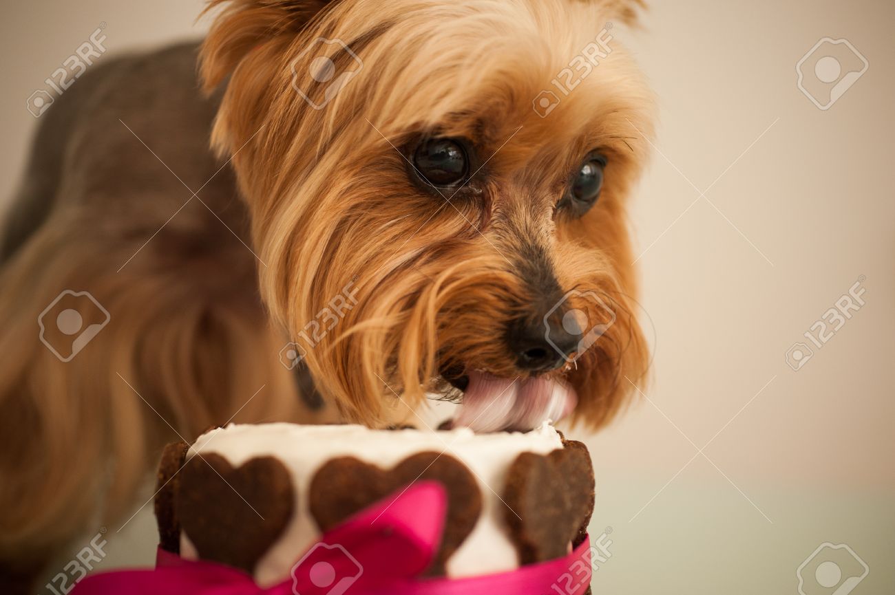 dog friendly fondant