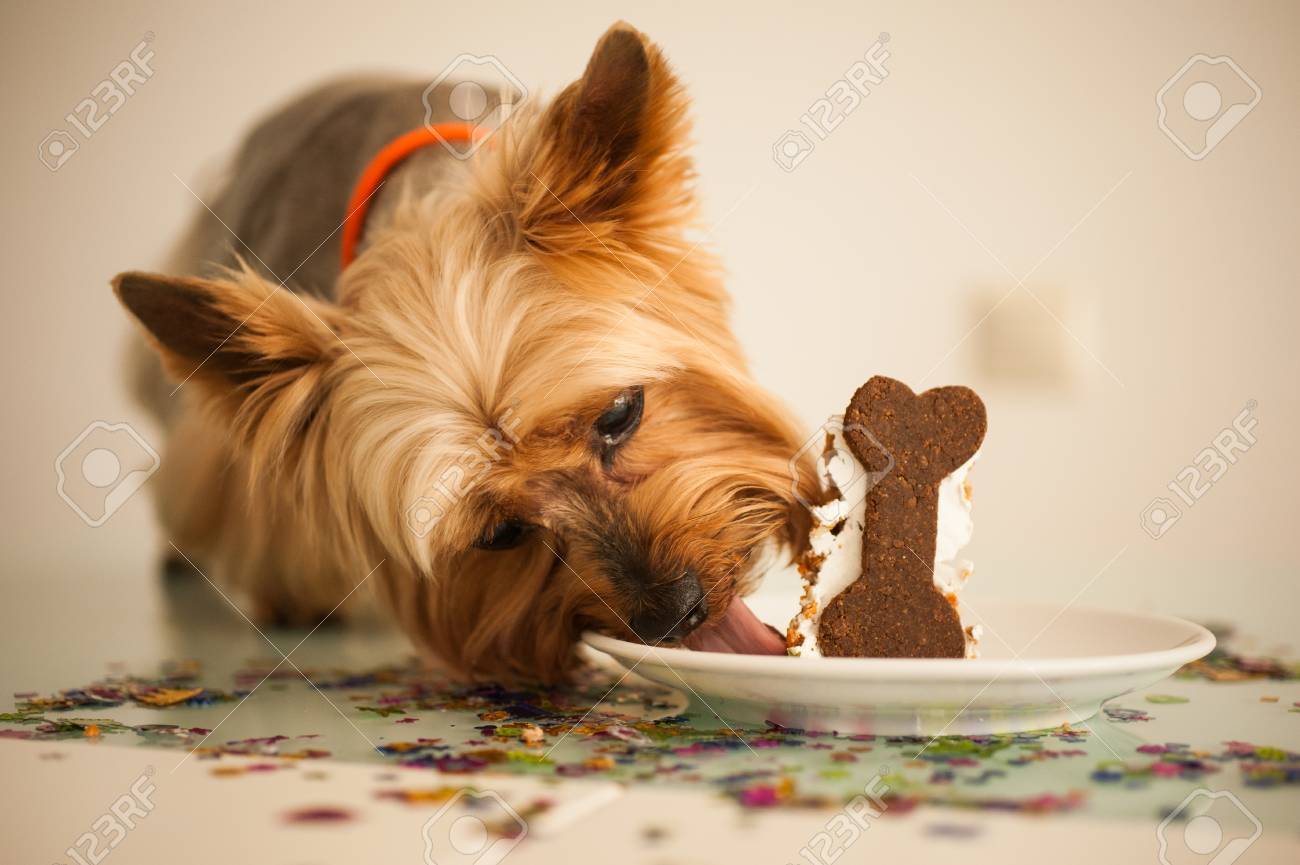 yorkshire terrier cake