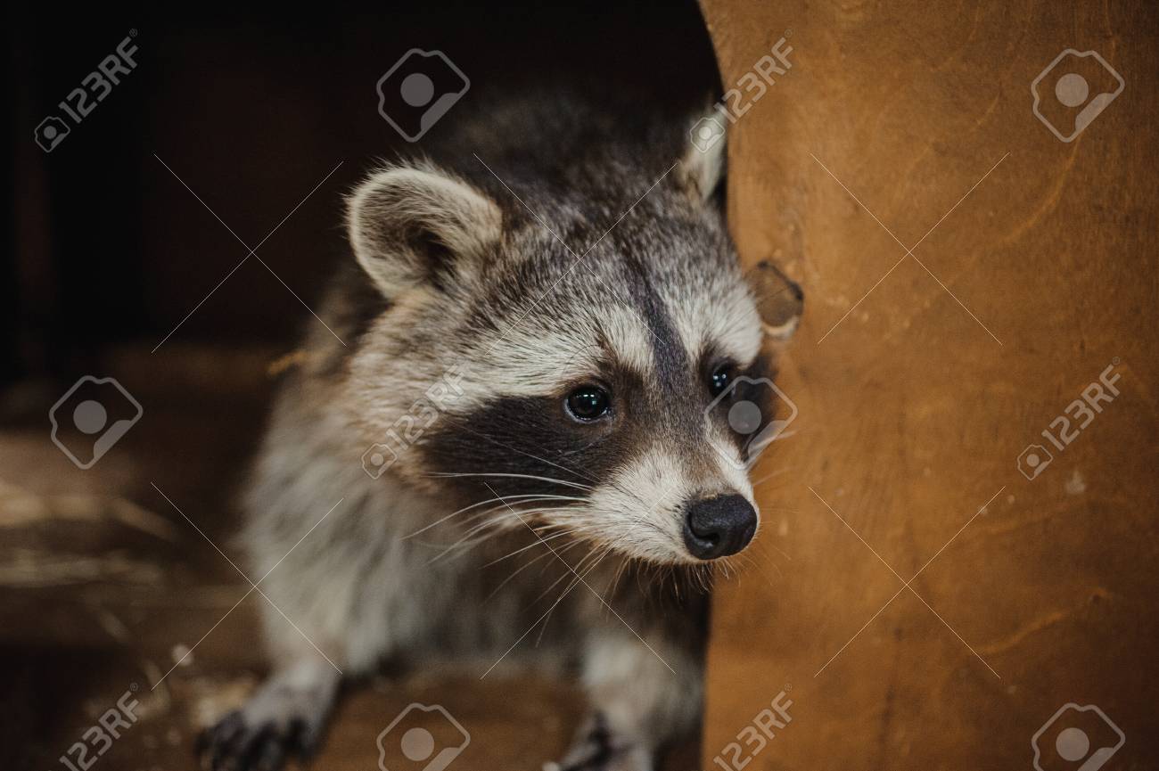 the たぬき顔 かわいいタヌキ顔肖像すぐアクション動物の写真素材・画像素材 Image