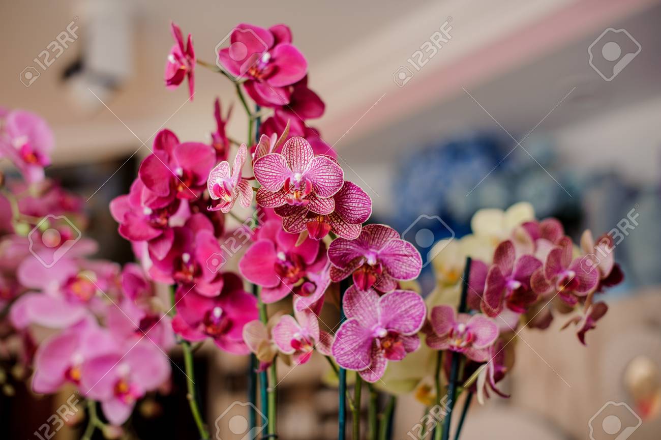 室内背景の小さなかわいいピンクと白い装飾花にかすみ明るい 花コンセプト の写真素材 画像素材 Image 1637 室内背景の小さなかわいいピンクと白い装飾花にかすみ明るい 花コンセプト の写真素材 画像素材 Image 1637