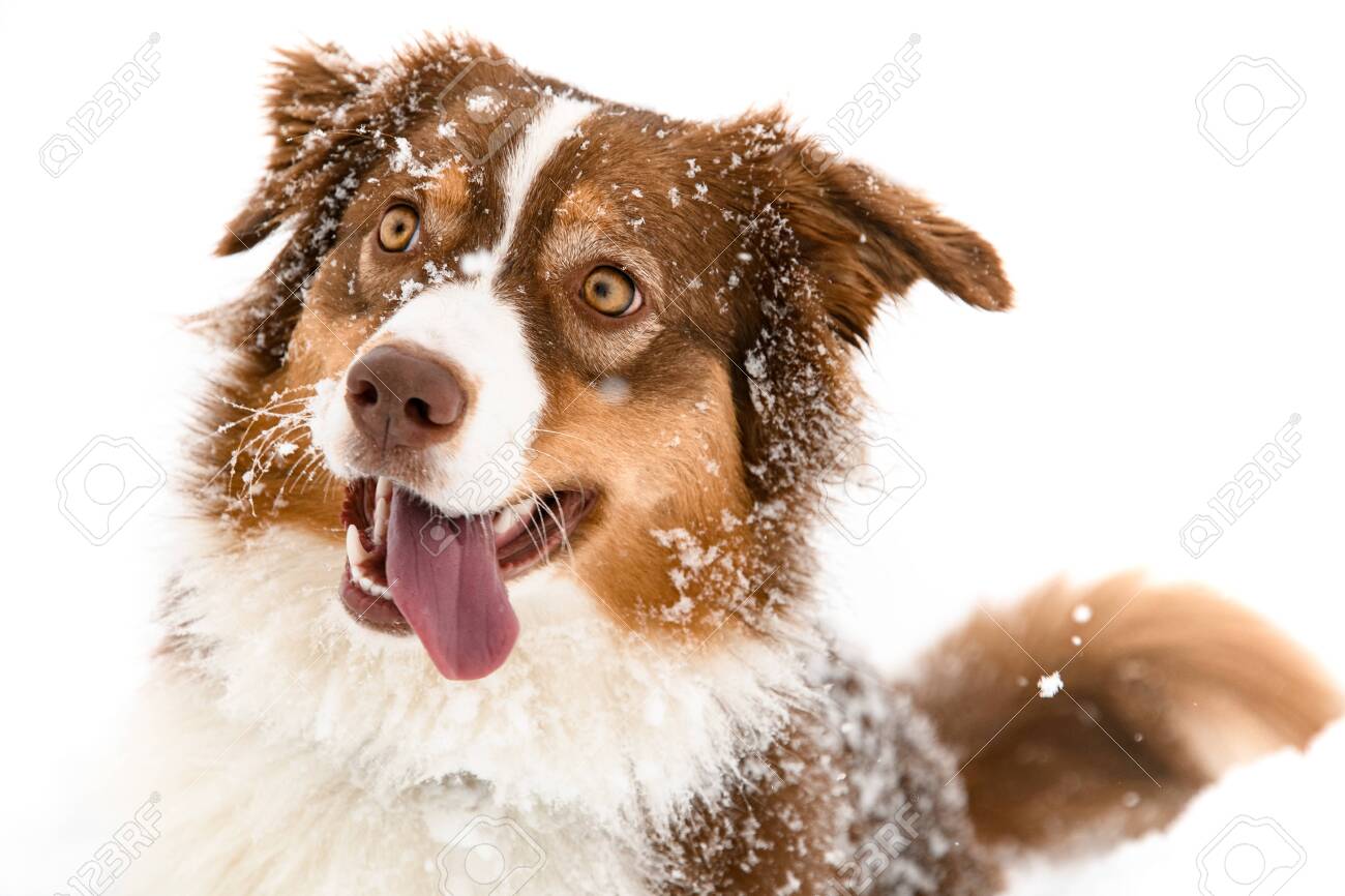 muzzle for australian shepherd