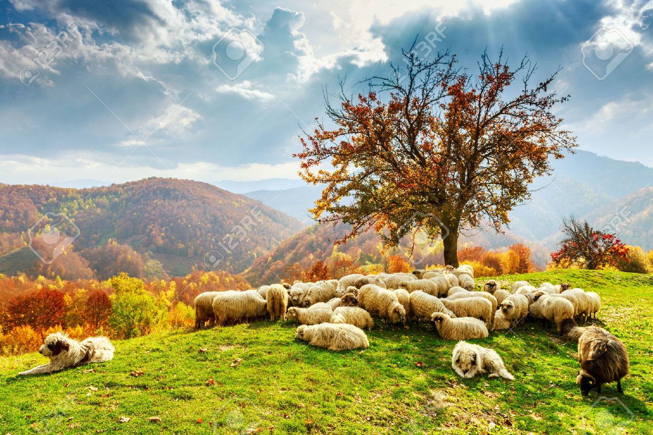 Tree Sheep Shepard Dog In Autumn Landscape In The Romanian Carpathians Stock Photo Picture And Royalty Free Image Image 31528104