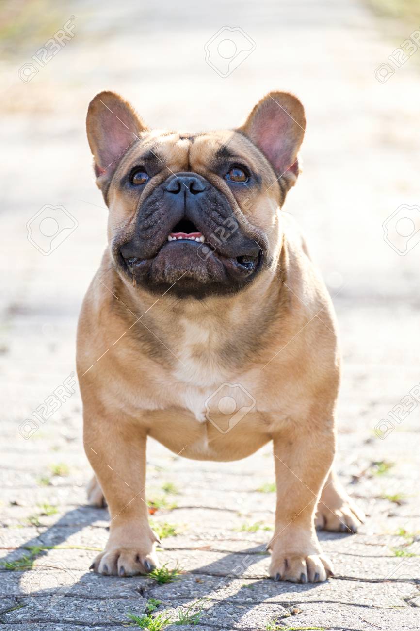 秋の屋外草でかわいいフレンチブルドッグ の写真素材 画像素材 Image